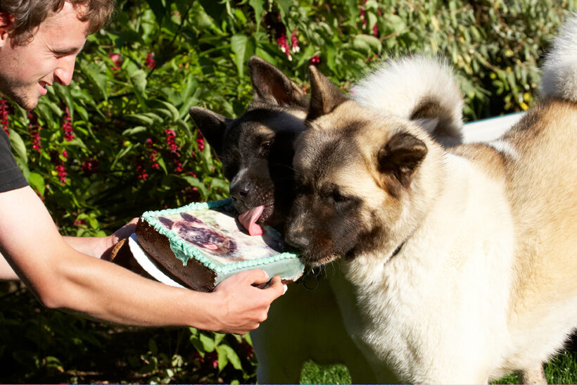 Akita, Asha, Birthday, Cake, Dog, Dogs, Grzegorz, Sky, Tongue