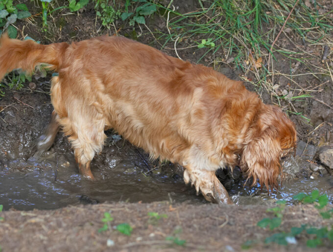 Dog, Dogs, King Charles Spaniel, Ruby, Spaniels