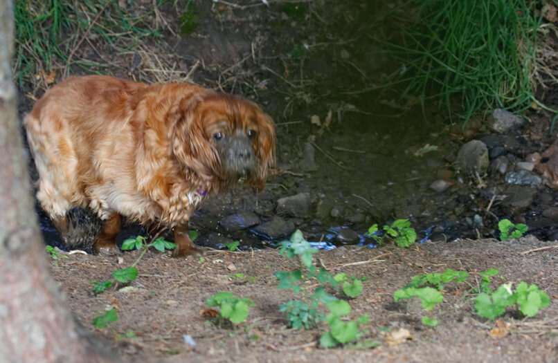 Dog, Dogs, King Charles Spaniel, Ruby, Spaniels