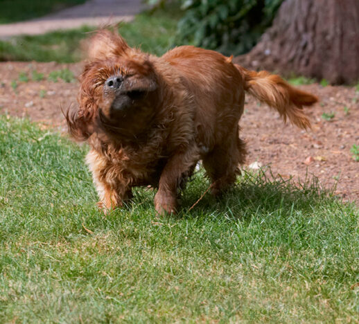 Dog, Dogs, King Charles Spaniel, Ruby, Spaniels