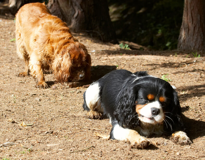 Dog, Dogs, Jasper, King Charles Spaniel, Ruby, Spaniels, Tongue