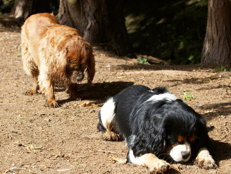 Dog, Dogs, Jasper, King Charles Spaniel, Ruby, Spaniels, Tongue