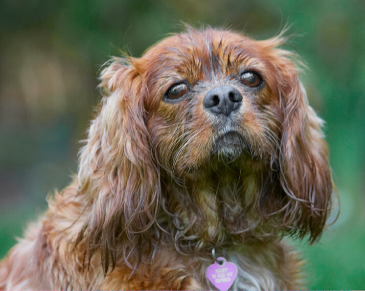 Dog, Dogs, King Charles Spaniel, Ruby, Spaniels
