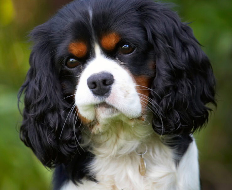 Dog, Dogs, Jasper, King Charles Spaniel, Spaniels, Tongue