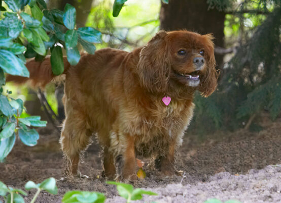 Dog, Dogs, King Charles Spaniel, Ruby, Spaniels