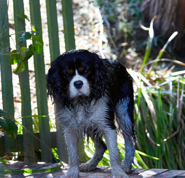 Dog, Dogs, Jasper, King Charles Spaniel, Spaniels, Tongue