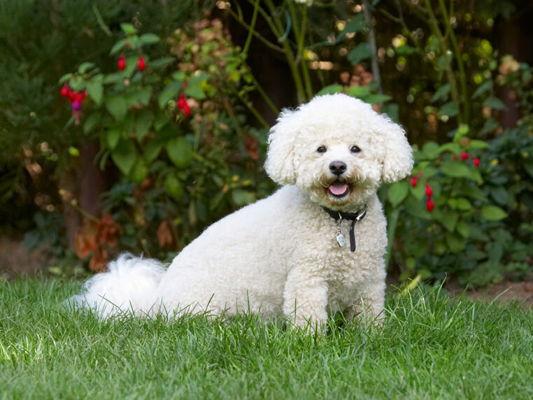 Bichon Frise, Dillon, Dog, Dogs, Tongue