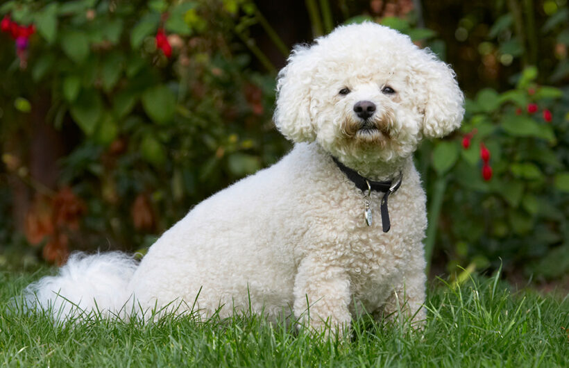 Bichon Frise, Dillon, Dog, Dogs, Tongue