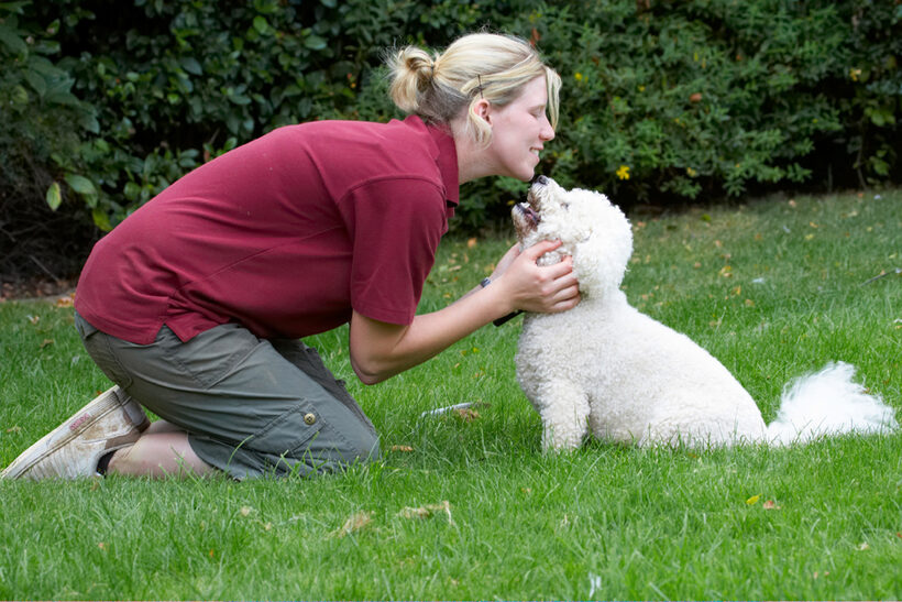 Bichon Frise, Dillon, Dog, Dogs, Laura, Tongue