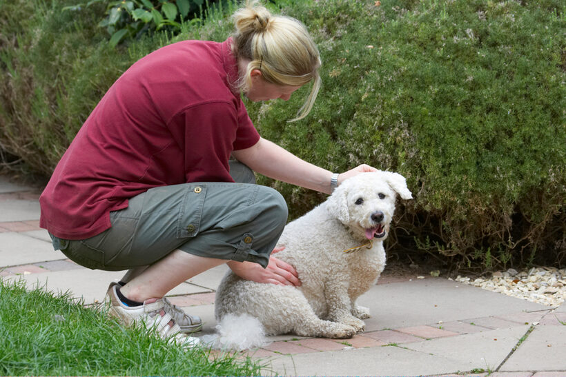Bichon Frise, Dog, Dogs, Laura, Leo, Tongue