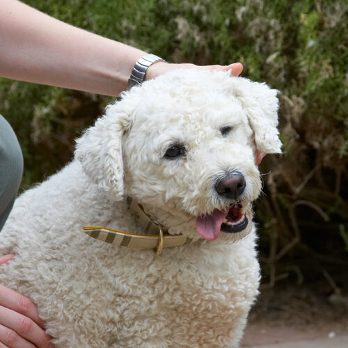 Bichon Frise, Dog, Dogs, Laura, Leo, Tongue