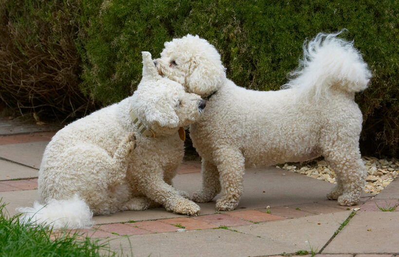 Bichon Frise, Dillon, Dog, Dogs, Leo, Tongue