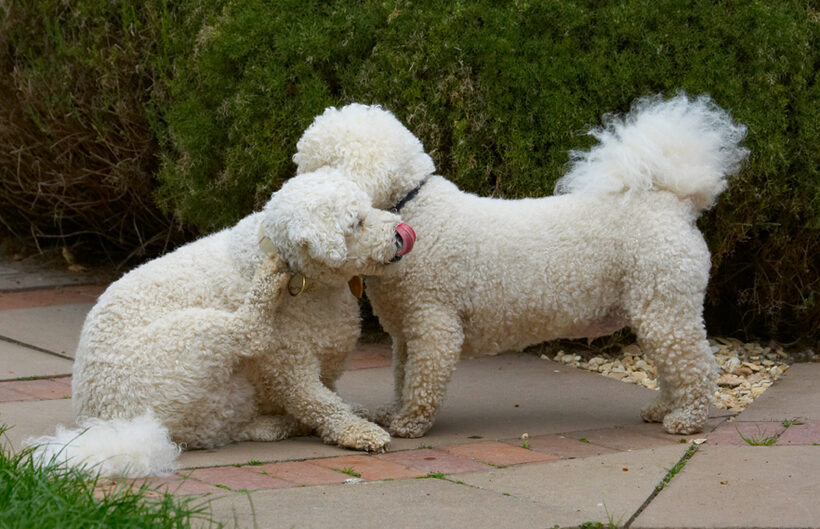 Bichon Frise, Dillon, Dog, Dogs, Leo, Tongue