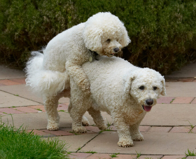 Bichon Frise, Dillon, Dog, Dogs, Leo, Tongue