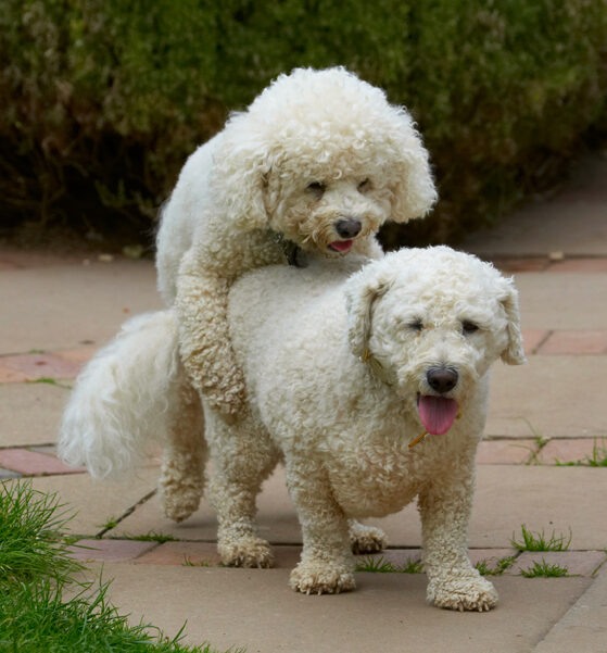Bichon Frise, Dillon, Dog, Dogs, Leo, Tongue