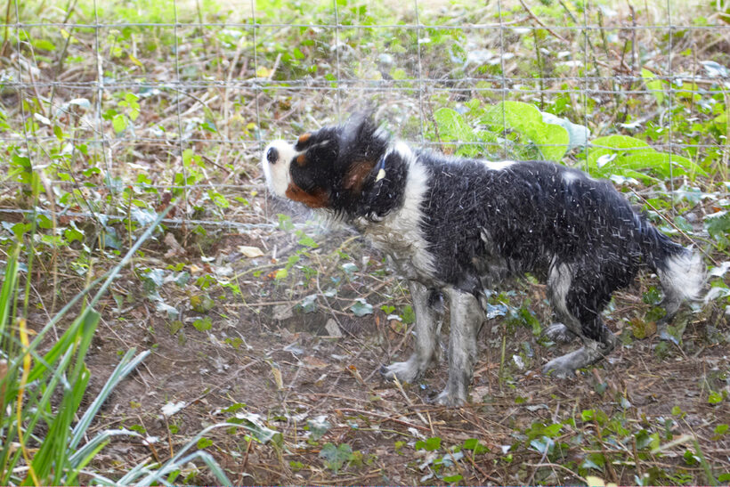 Dog, Dogs, Jasper, King Charles Spaniel, Spaniels, Tongue