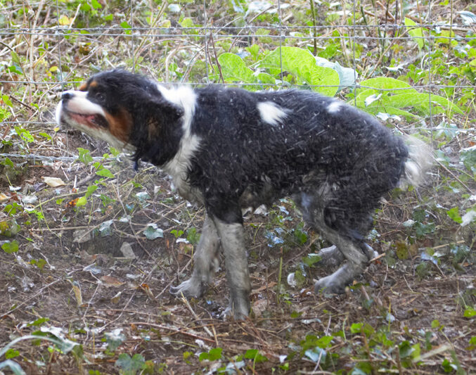Dog, Dogs, Jasper, King Charles Spaniel, Spaniels, Tongue