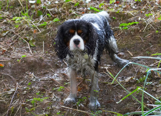 Dog, Dogs, Jasper, King Charles Spaniel, Spaniels, Tongue