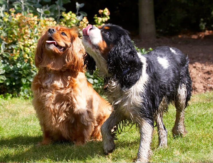 Dog, Dogs, Jasper, King Charles Spaniel, Ruby, Spaniels, Tongue