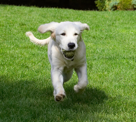 Dog, Dogs, Golden Retriever, Lily, Tongue