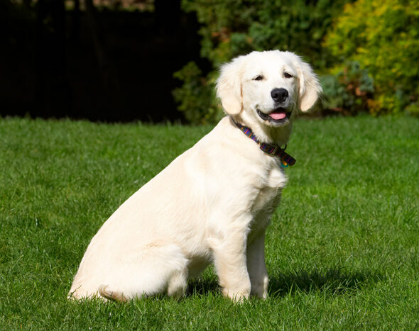 Dog, Dogs, Golden Retriever, Lily, Tongue
