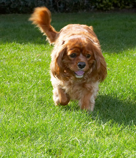 Dog, Dogs, King Charlies Spaniel, Ruby, Spaniels, Tongue
