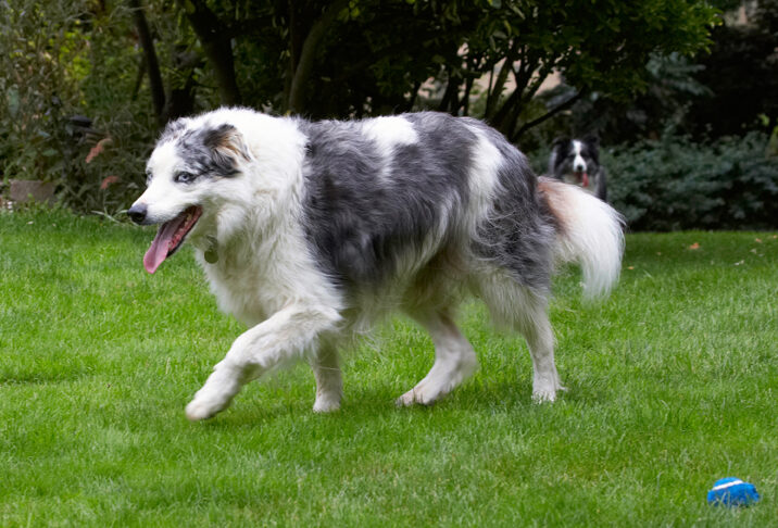 Border Collie, Collies, Dog, Dogs, Joseph, Tongue