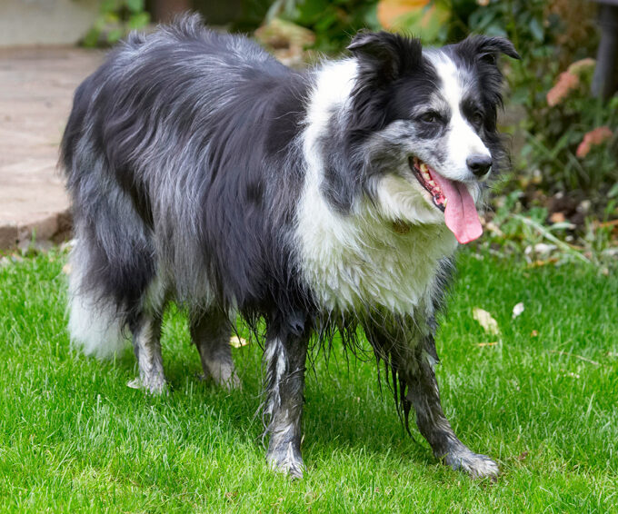 Border Collie, Collies, Dog, Dogs, Polly, Tongue