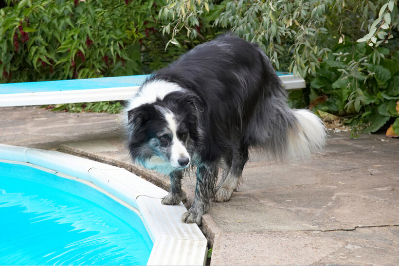 Border Collie, Collies, Dog, Dogs, Polly, Tongue
