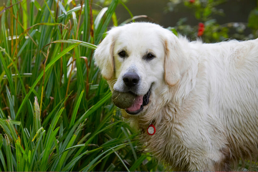 Bramley, Dog, Dogs, Golden Retriever, Retrievers