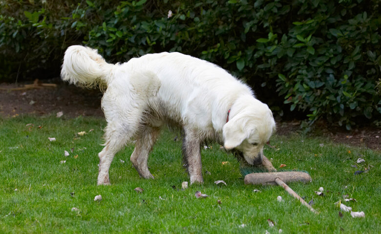 Bramley, Dog, Dogs, Golden Retriever, Retrievers