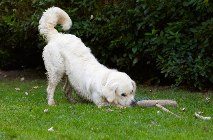 Bramley, Dog, Dogs, Golden Retriever, Retrievers