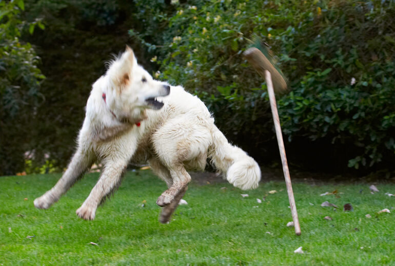 Bramley, Dog, Dogs, Golden Retriever, Retrievers