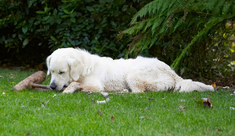 Bramley, Dog, Dogs, Golden Retriever, Retrievers
