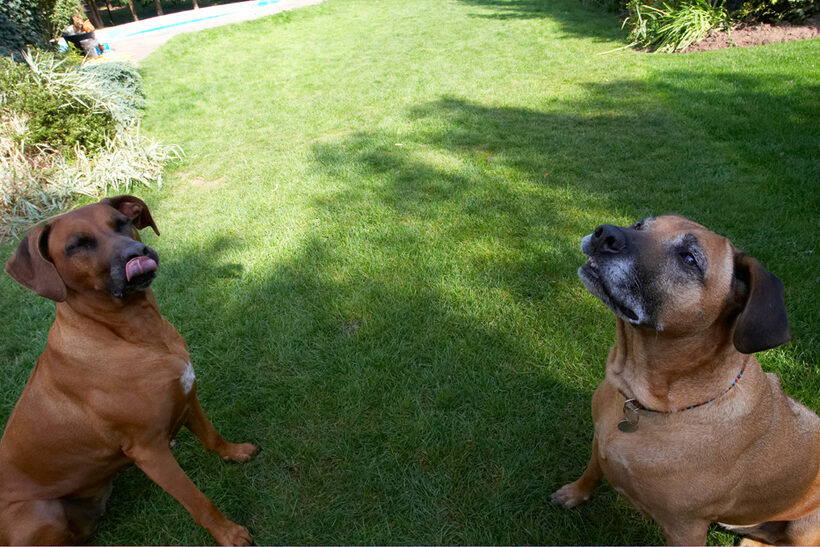 Dog, Dogs, Hingi, Nymal, Rhodesian Ridgeback, Ridgebacks, Tongue