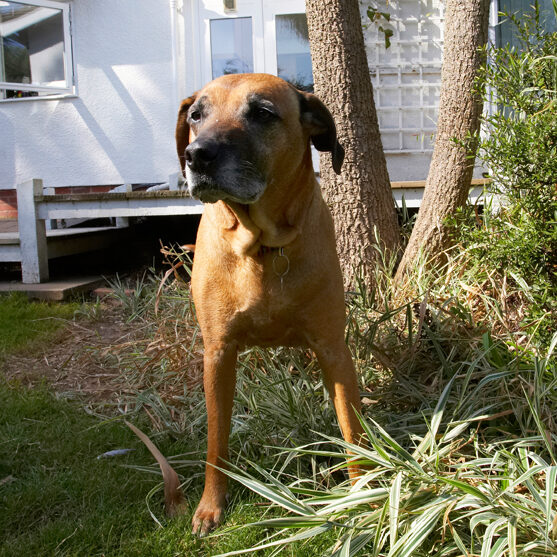 Dog, Dogs, Hingi, Nymal, Rhodesian Ridgeback, Ridgebacks