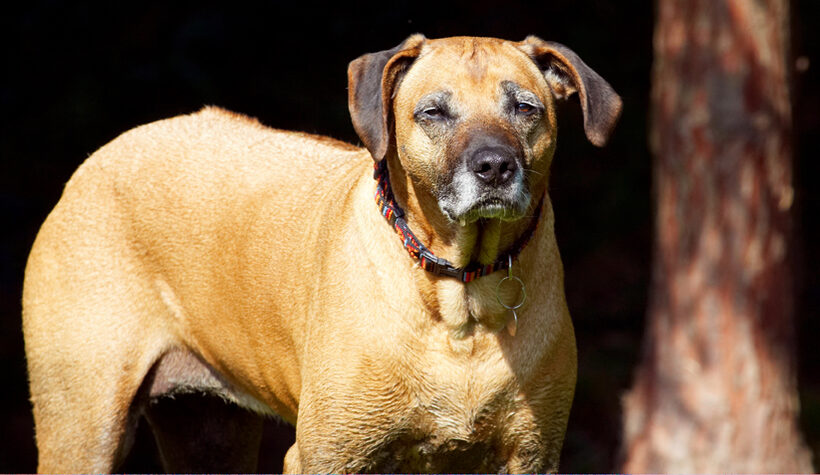Dog, Dogs, Hingi, Nymal, Rhodesian Ridgeback, Ridgebacks