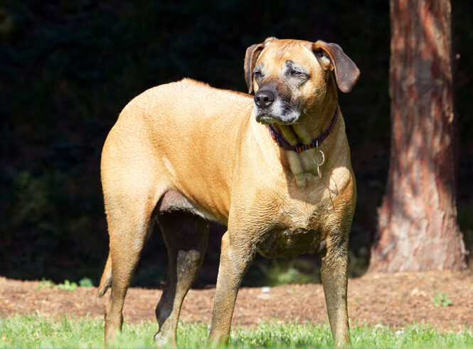 Dog, Dogs, Hingi, Nymal, Rhodesian Ridgeback, Ridgebacks