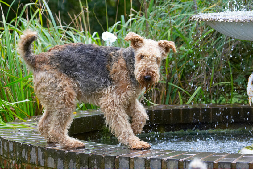 Airedale Terrier, Dog, Dogs, Molly, Terriers