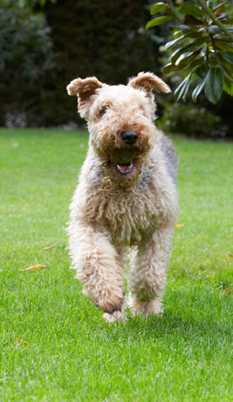 Airedale Terrier, Dog, Dogs, Molly, Ralf, Terriers