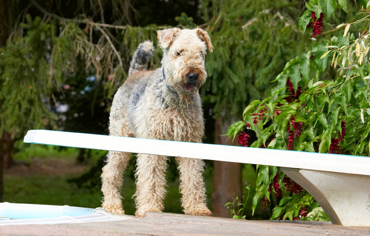 Airedale Terrier, Dog, Dogs, Ralf, Terriers