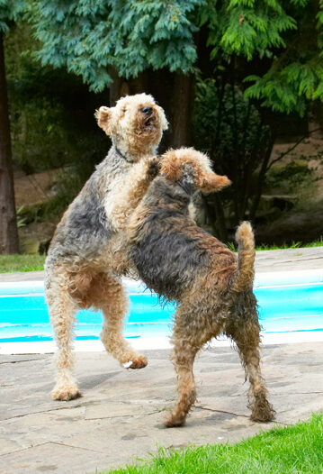 Airedale Terrier, Dog, Dogs, Molly, Ralf, Terriers