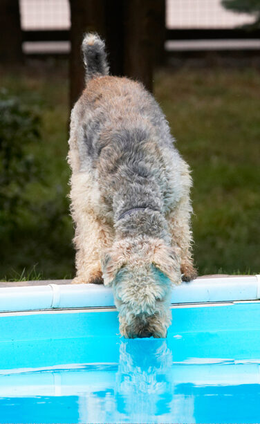 Airedale Terrier, Dog, Dogs, Ralf, Terriers