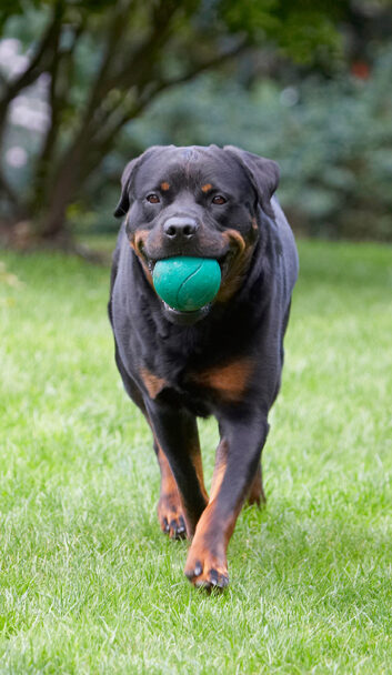 Dog, Dogs, Hugo, Rottweiler, Rottweilers