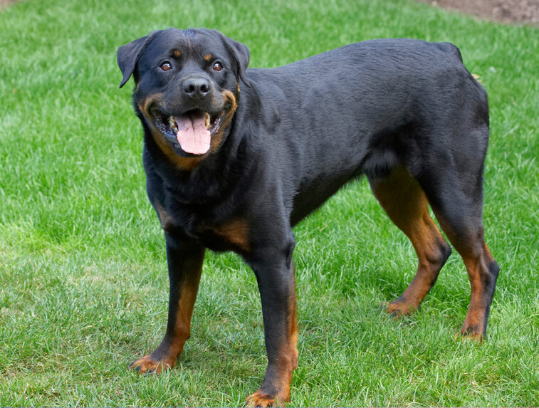 Dog, Dogs, Hugo, Rottweiler, Rottweilers, Tongue