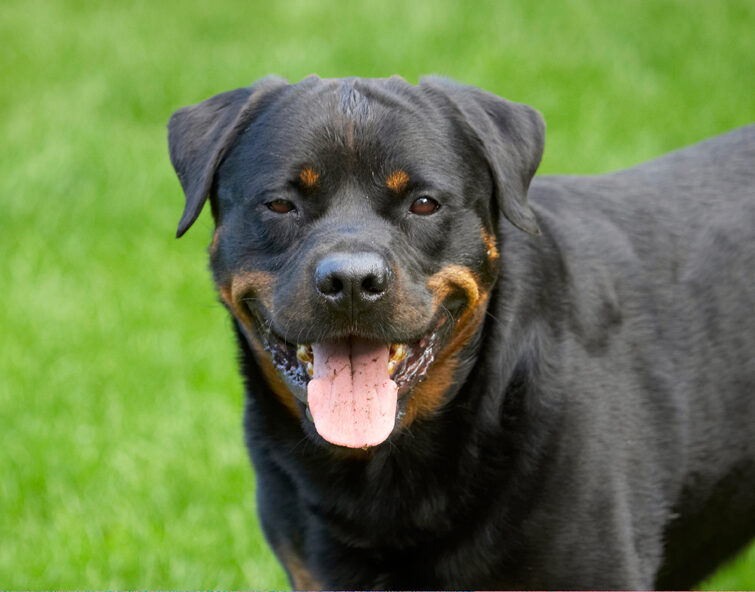 Dog, Dogs, Hugo, Rottweiler, Rottweilers, Tongue