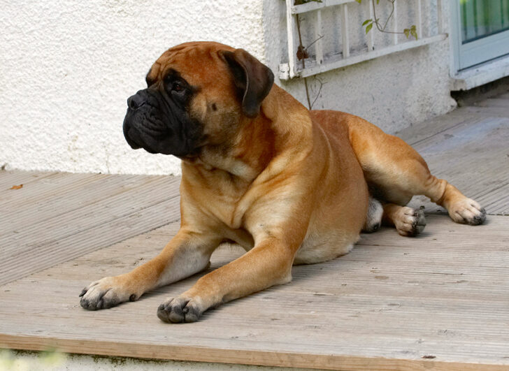 Bull Mastiff, Dog, Dogs, Morgan
