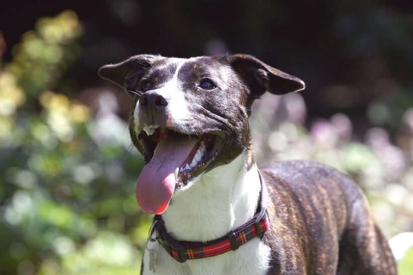 Dog, Dogs, Sasha, Staffordshire Bull Terrier, Terriers, Tongue