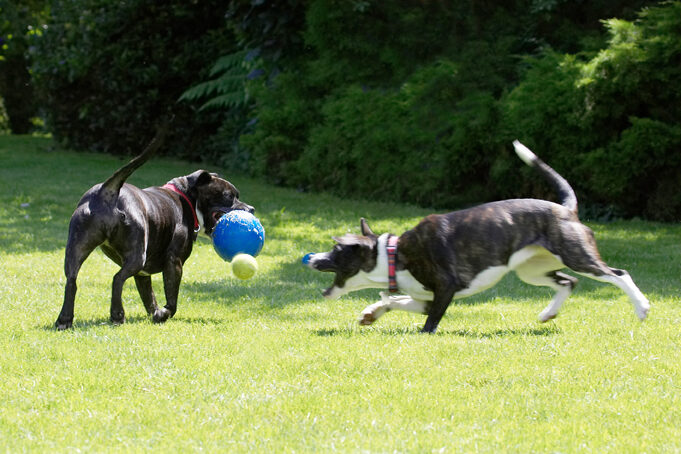 Ball, Dog, Dogs, Kira, Sasha, Staffordshire Bull Terrier, Terriers