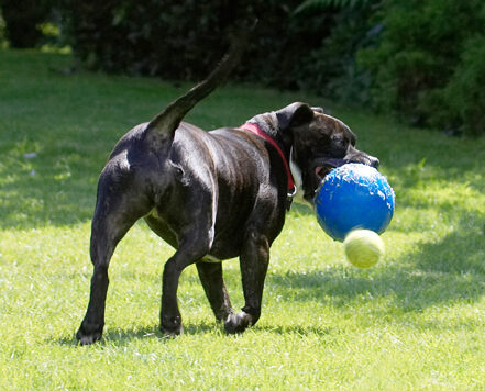 Ball, Dog, Dogs, Kira, Staffordshire Bull Terrier, Terriers